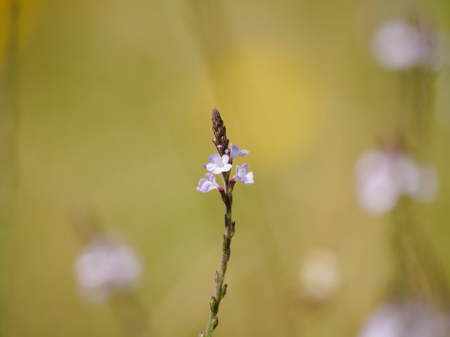 Echtes Eisenkraut - Teverener Heide