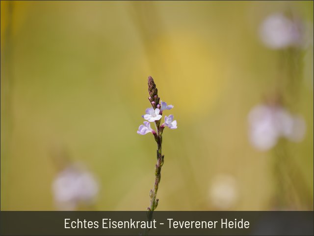 Echtes Eisenkraut - Teverener Heide