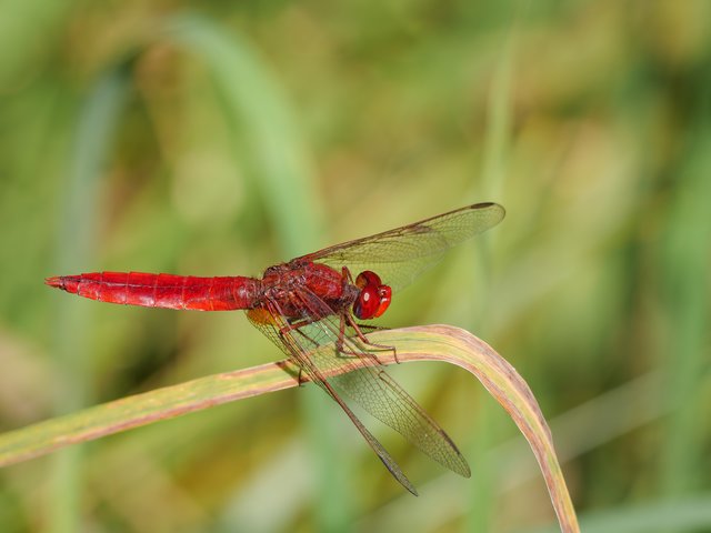 Feuerlibelle - Zonnepark Abdissenbosch