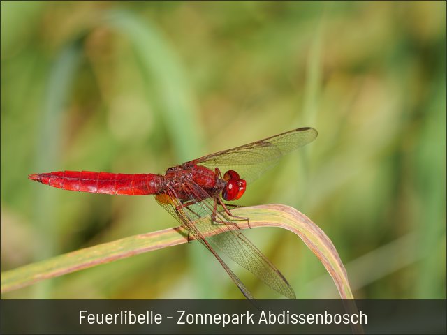 Feuerlibelle - Zonnepark Abdissenbosch