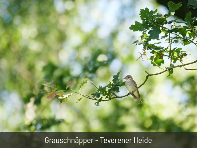 Grauschnäpper - Teverener Heide