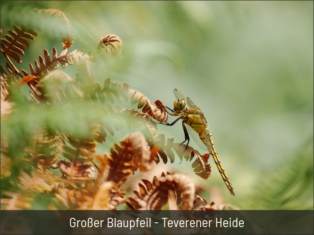 Großer Blaupfeil - Teverener Heide