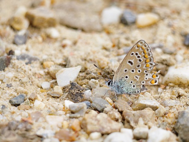 Hauhechel-Bläuling - Teverener Heide