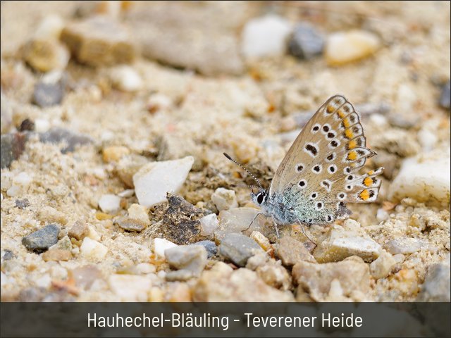 Hauhechel-Bläuling - Teverener Heide