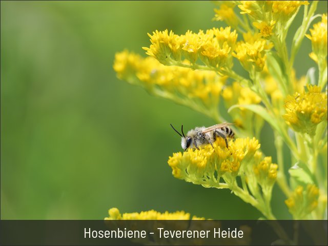 Hosenbiene - Teverener Heide