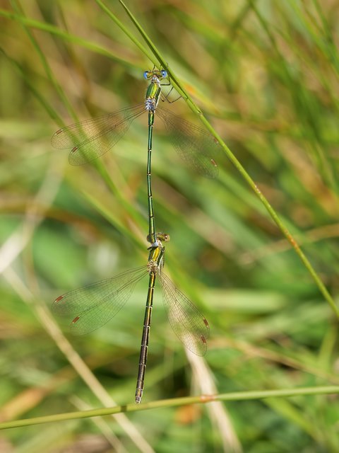 Kleine Binsenjungfer - Teverener Heide