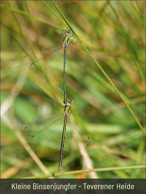 Kleine Binsenjungfer - Teverener Heide