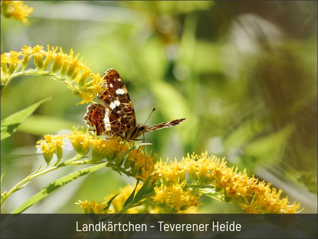 Landkärtchen - Teverener Heide