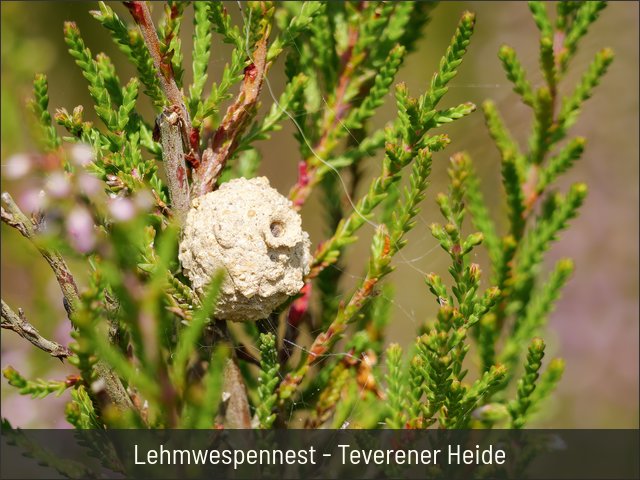 Lehmwespennest - Teverener Heide