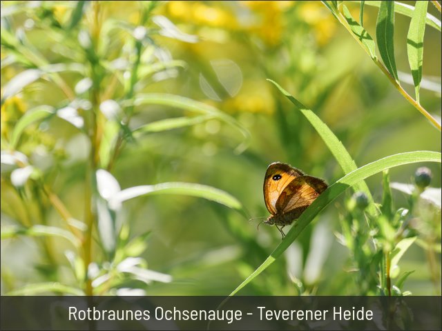 Rotbraunes Ochsenauge - Teverener Heide