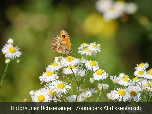 Rotbraunes Ochsenauge - Zonnepark Abdissenbosch