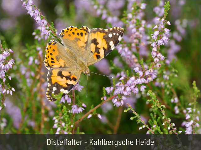 Distelfalter - Kahlbergsche Heide