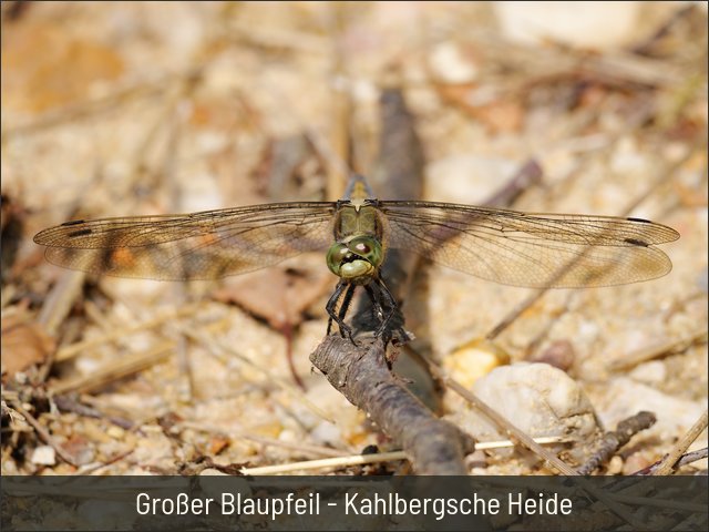 Großer Blaupfeil - Kahlbergsche Heide