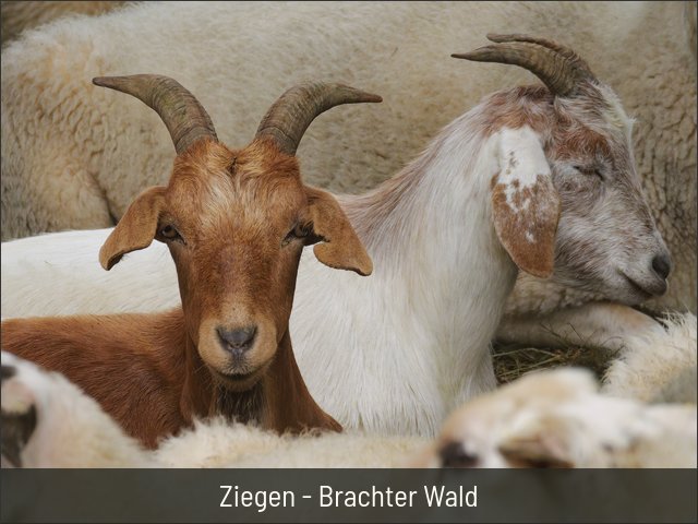 Ziegen - Brachter Wald