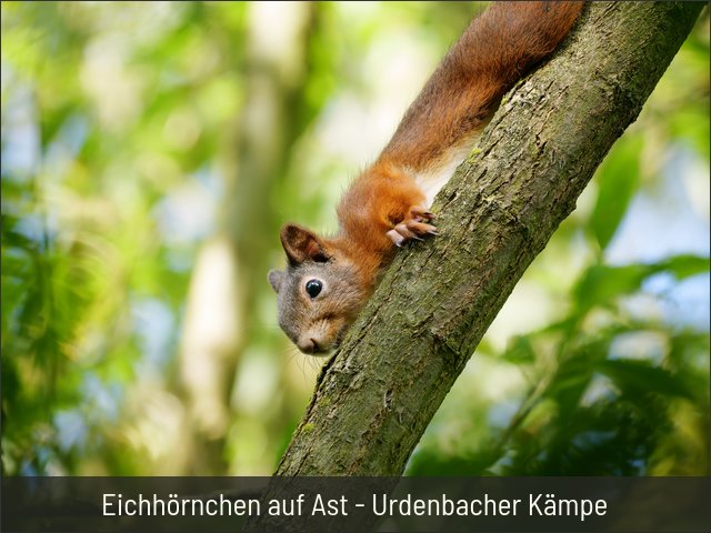 Eichhörnchen auf Ast - Urdenbacher Kämpe