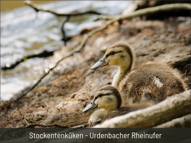 Stockentenküken - Urdenbacher Rheinufer