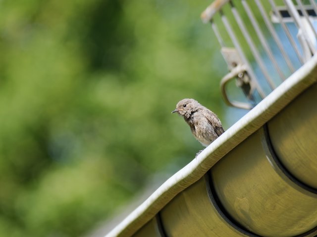 Hausrotschwanz auf Regenrinne - Vogelsang IP