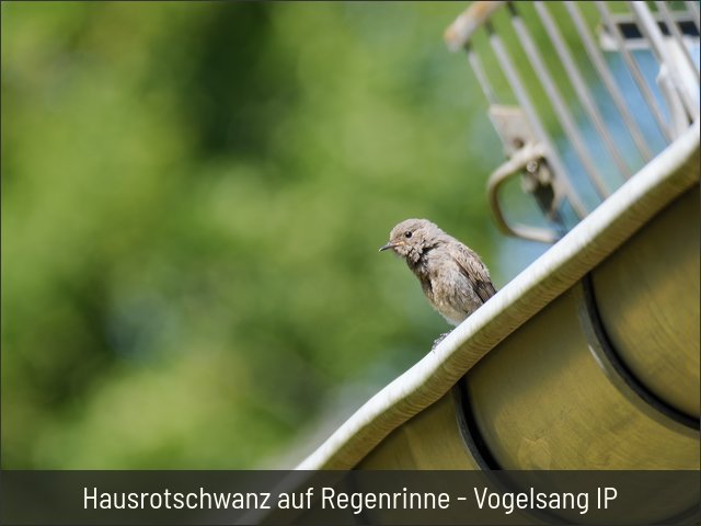 Hausrotschwanz auf Regenrinne - Vogelsang IP