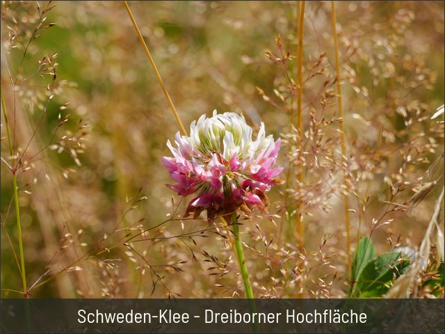 Schweden-Klee - Dreiborner Hochfläche