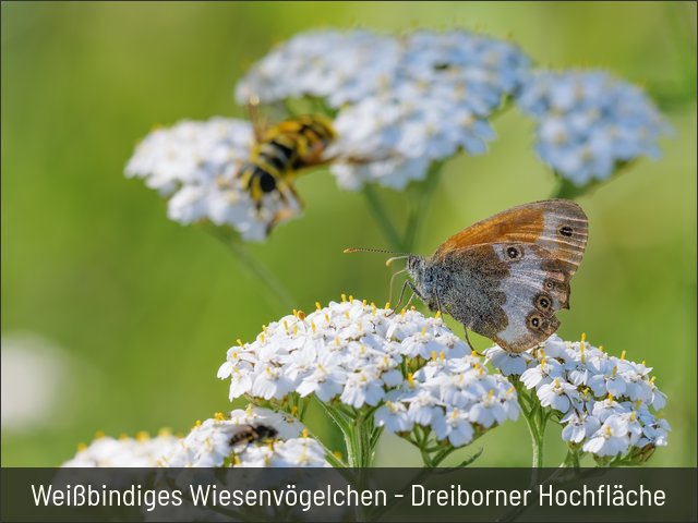 Weißbindiges Wiesenvögelchen - Dreiborner Hochfläche