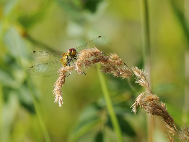Blutrote Heidelibelle - Herfeld
