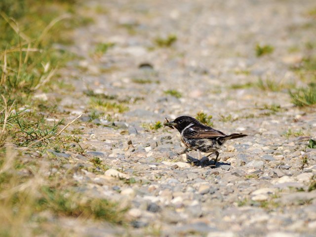 Schwarzkehlchen mit Grashüpfer - Herfeld