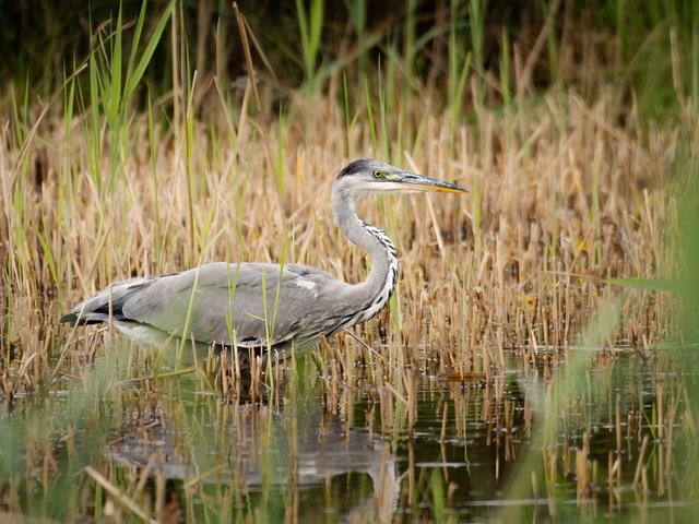 Graureiher im Wasser - Wasserblick 14