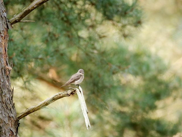 Grauschnäpper auf Kiefer - Brunssummerheide