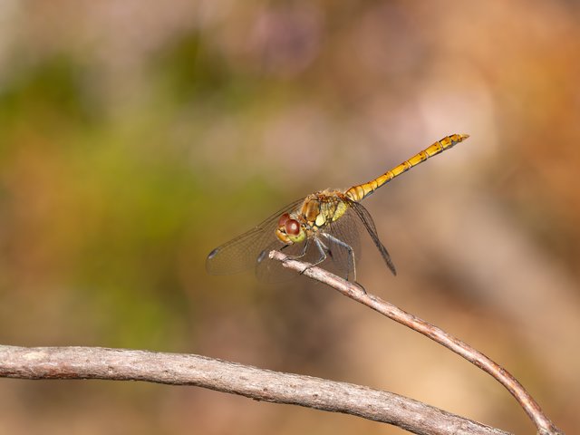 Große Heidelibelle auf Ast - Brunssummerheide