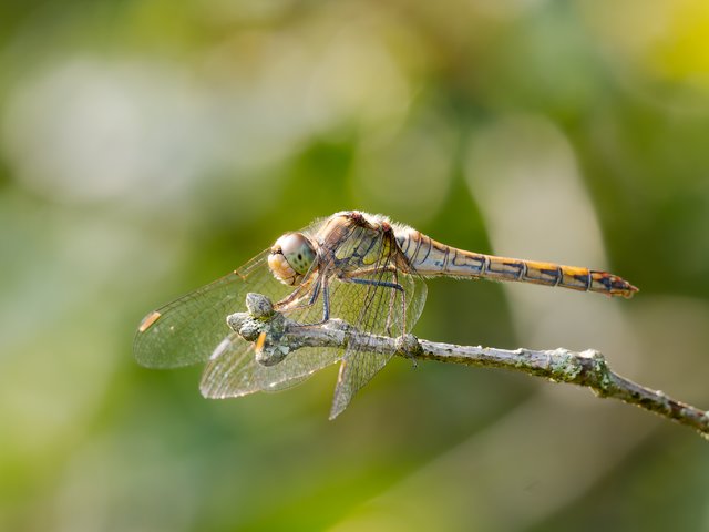 Große Heidelibelle auf Zweig - Brunssummerheide