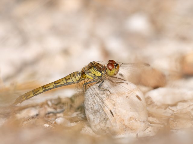 Große Heidelibelle - Brunssummerheide