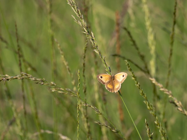 Rotbraunes Ochsenauge - Brunssummerheide