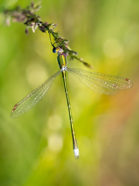 Kleine Binsenjungfer - Esven