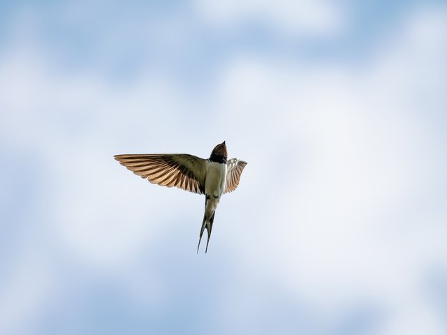 Rauchschwalbe im Flug - Eckeltse Bergen
