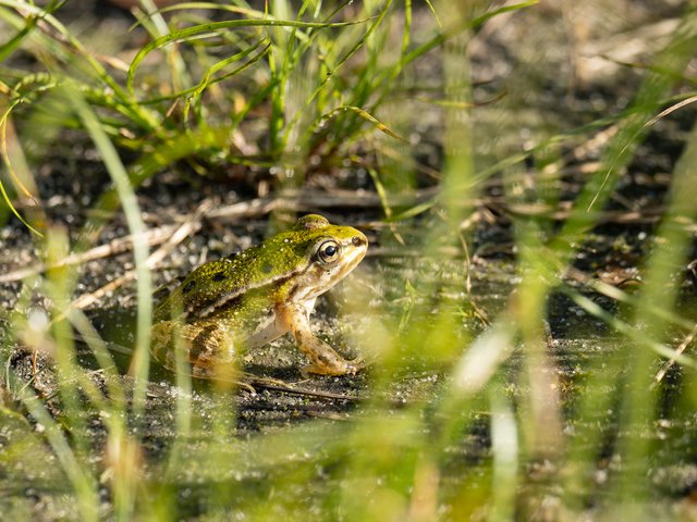 Wasserfrosch im Gras - Esven