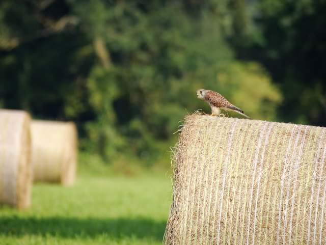 Turmfalke auf Heuballen - Urdenbacher Kämpe