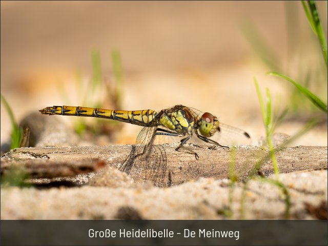 Große Heidelibelle - De Meinweg