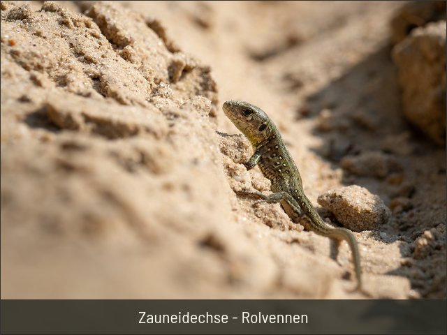 Zauneidechse - Rolvennen