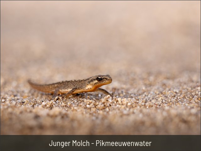 Junger Molch - Pikmeeuwenwater