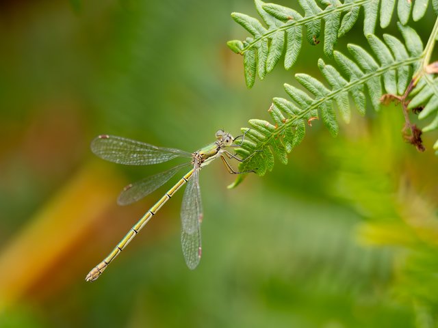 Kleine Binsenjungfer - De Hamert