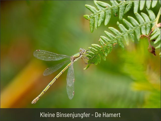 Kleine Binsenjungfer - De Hamert