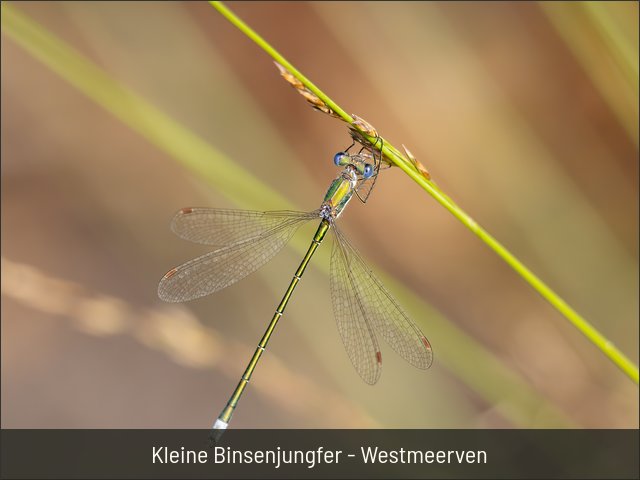 Kleine Binsenjungfer - Westmeerven