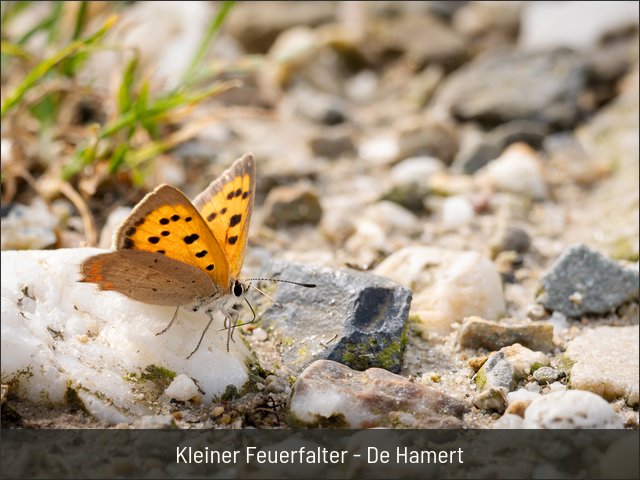 Kleiner Feuerfalter - De Hamert