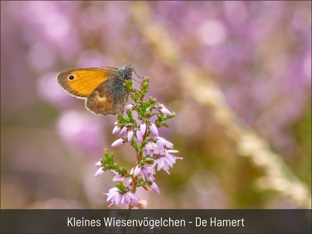 Kleines Wiesenvögelchen - De Hamert