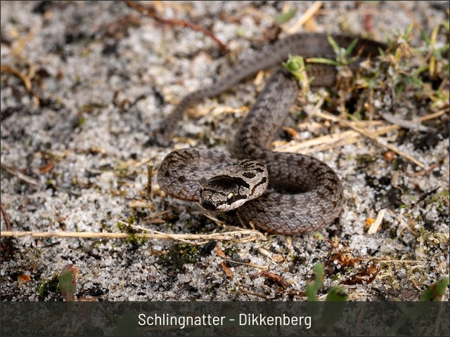 Schlingnatter - Dikkenberg