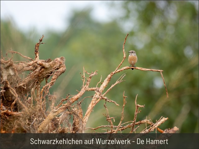 Schwarzkehlchen auf Wurzelwerk - De Hamert