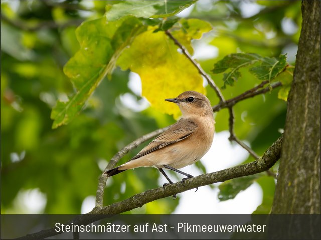 Steinschmätzer auf Ast - Pikmeeuwenwater