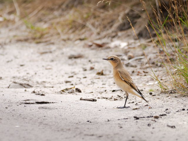 Steinschmätzer auf Sandboden - Pikmeeuwenwater