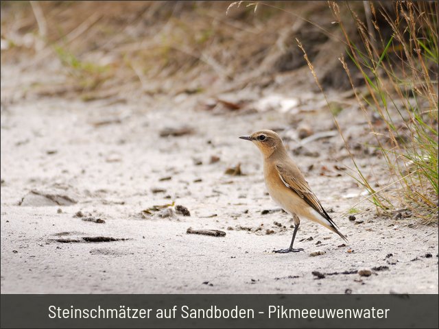 Steinschmätzer auf Sandboden - Pikmeeuwenwater