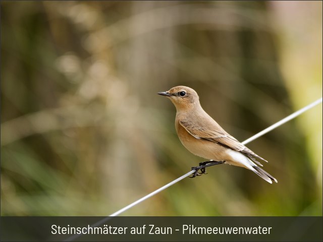 Steinschmätzer auf Zaun - Pikmeeuwenwater